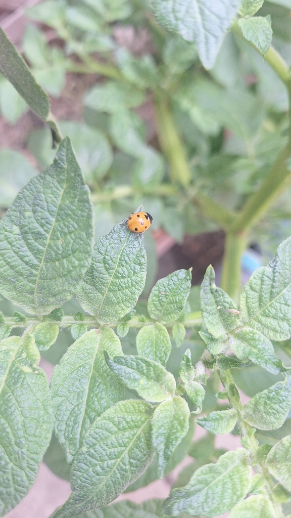 7-spot ladybird