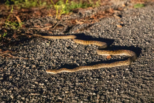Australian Scrub Python sighting