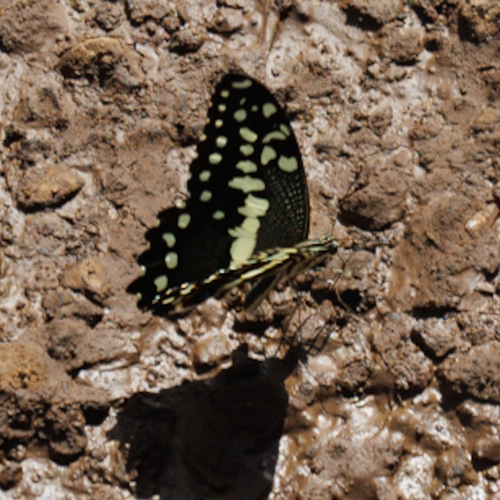 Citrus Swallowtail