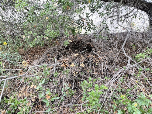 iNaturalist observation photo of Big-eared Woodrat