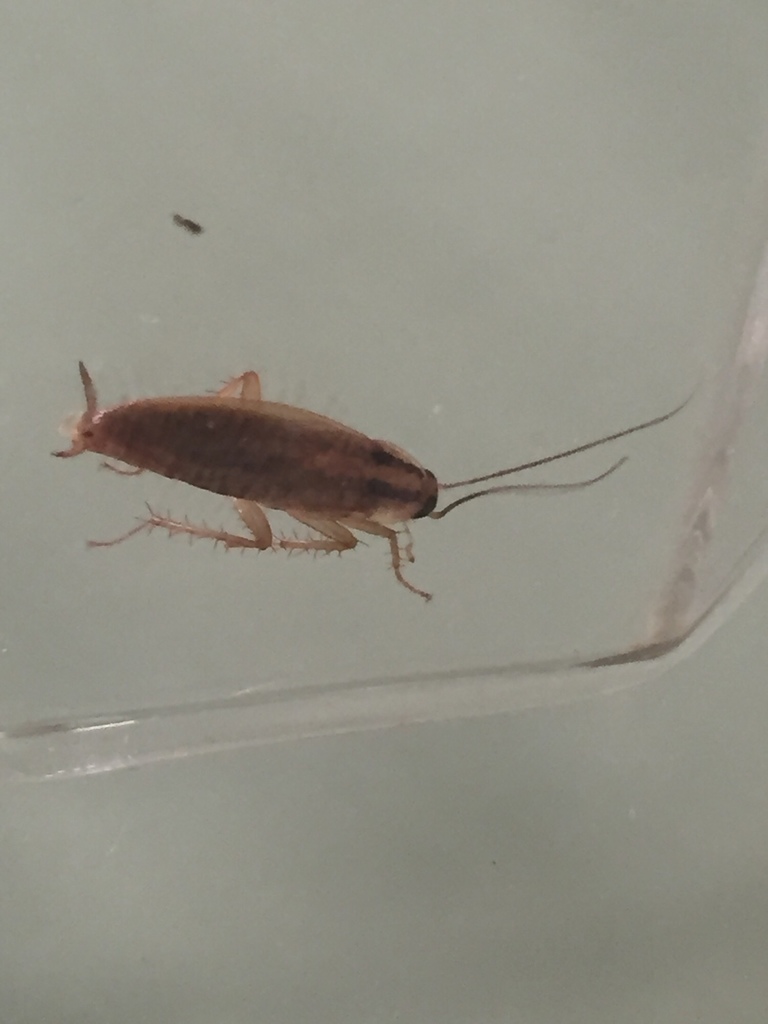 German Cockroach from Rue Pouchet, Paris, ÎledeFrance, FR on