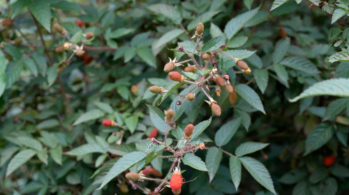 Rubus sumatranus