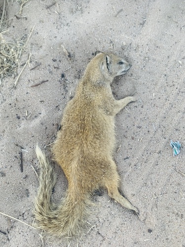 Yellow Mongoose