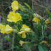 Welsh Evening-Primrose - Photo (c) Tig, all rights reserved