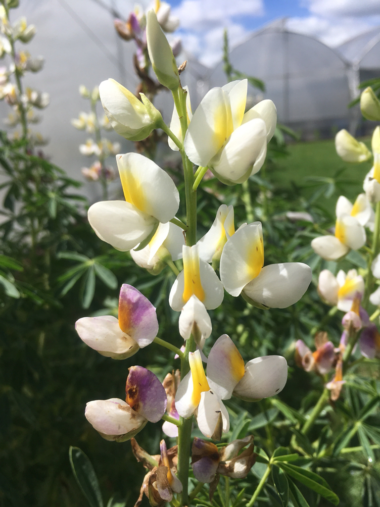 chocho (Lupinus mutabilis) · iNaturalist Ecuador