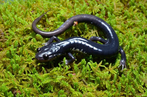 Chattahoochee Slimy Salamander