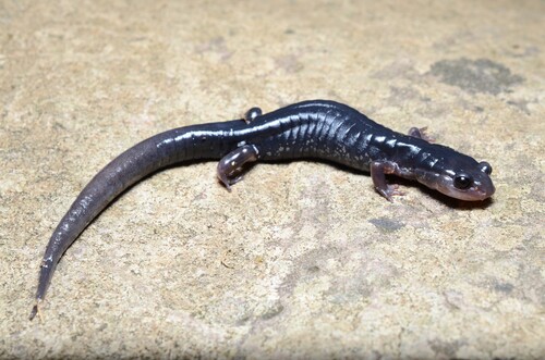 Chattahoochee Slimy Salamander