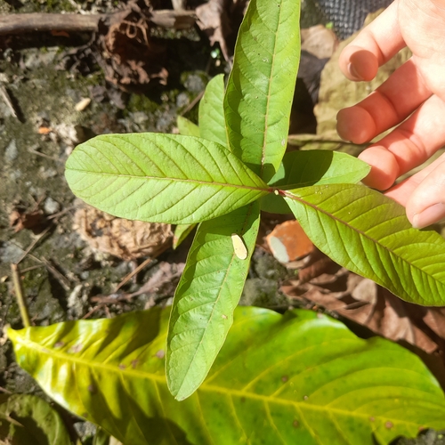 Common guava