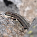 Pyrenean Rock Lizard - Photo (c) Boris Delahaie, all rights reserved
