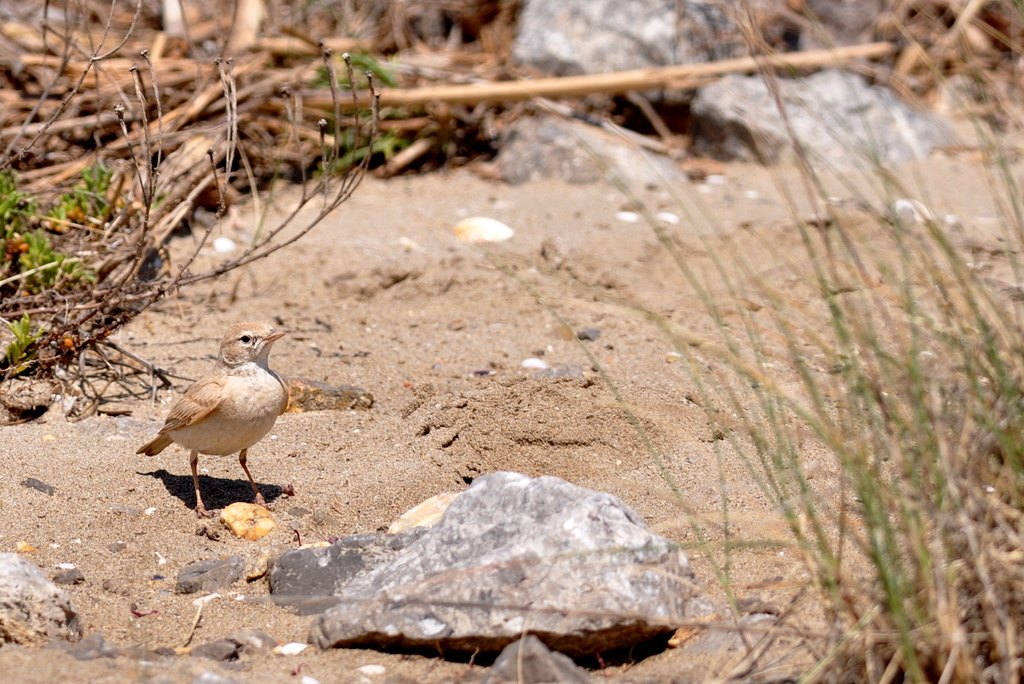 Bar-Tailed Lark