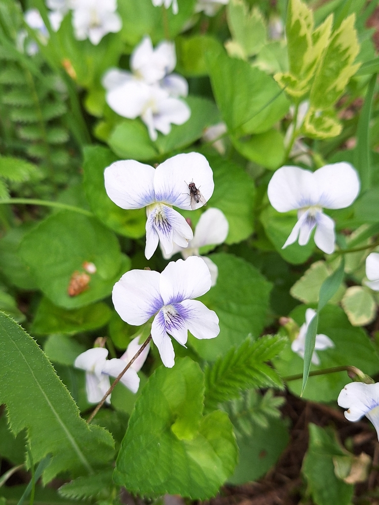 common blue violet from Deschambault, QC G0A 1S0, Canada on May 31 ...