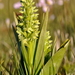 Leafy Northern Green Orchid - Photo (c) Boris Delahaie, all rights reserved