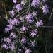 Gholson's Blazing Star - Photo (c) Robert Gundy, all rights reserved, uploaded by Robert Gundy