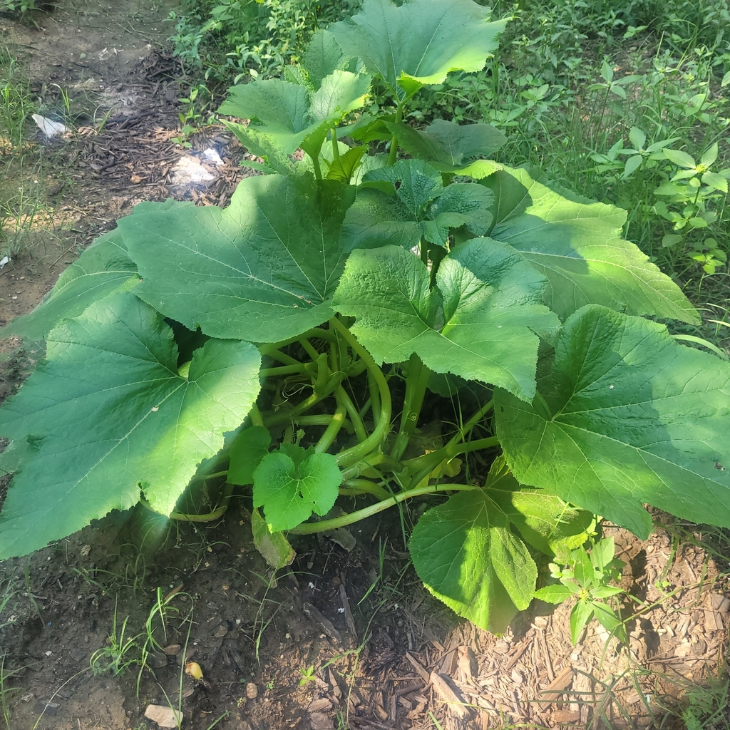 Cucurbita pepo