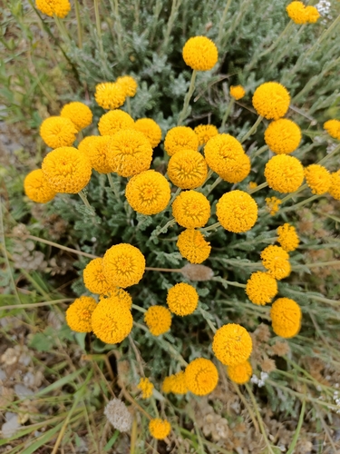 African lavender-cotton