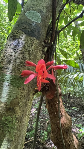 Brownea cauliflora