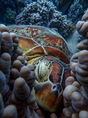Green sea turtle