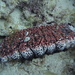 Donkey Dung Sea Cucumber - Photo (c) Christian Amador Da Silva, all rights reserved, uploaded by Christian Amador Da Silva