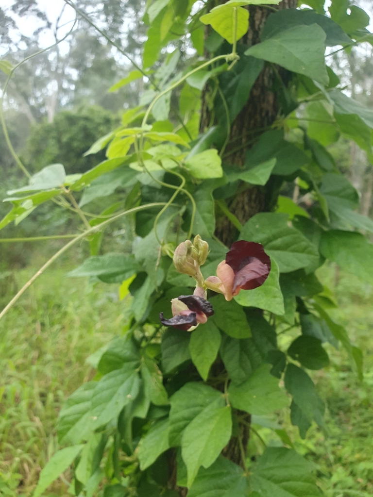 Phaseolus
