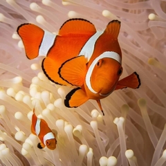 Percula Anemonefish