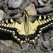 Papilio machaon oregonius - Photo (c) Bart Jones，保留所有權利