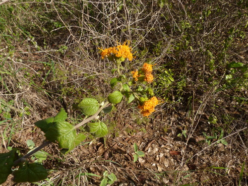Golden-Bittertea