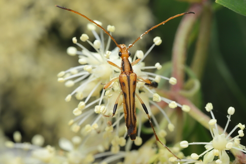 Idiostrangalia sozanensis
