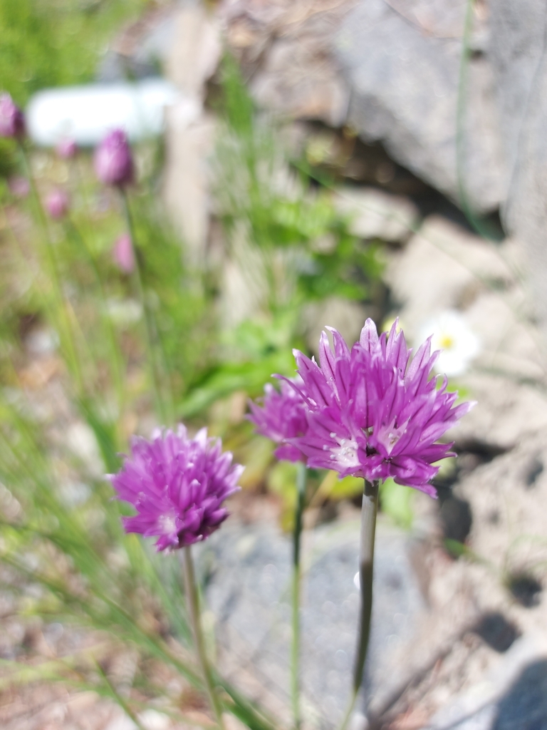 Allium schoenoprasum