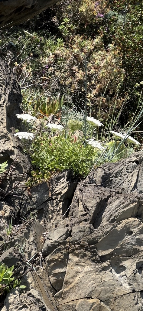 Daucus carota