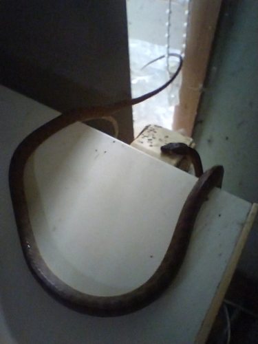 Brown Tree Snake sighting