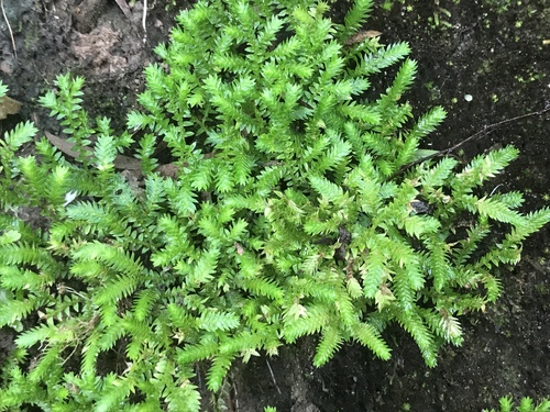 Selaginella ciliaris (Retz.) Spring