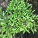 Selaginella ciliaris - Photo (c) Brian Cheng, όλα τα δικαιώματα διατηρούνται, uploaded by Brian Cheng