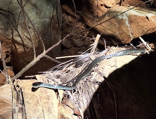 Common Tree Snake sighting