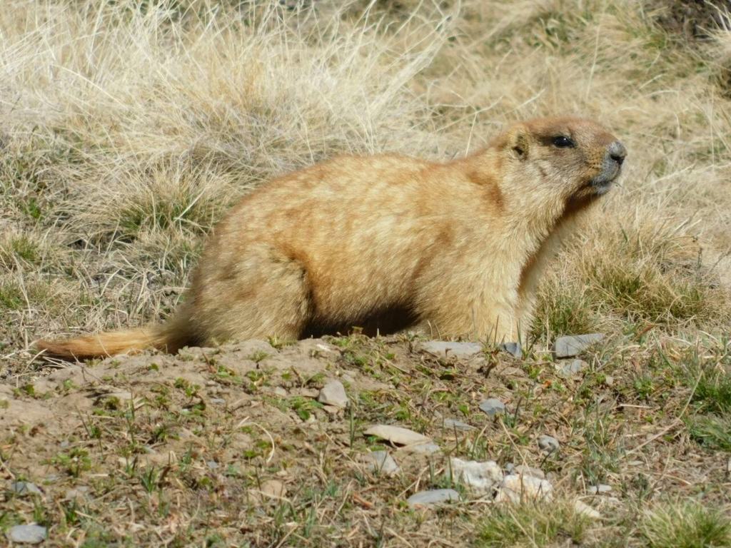 Marmot breton 2025