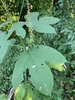Giant Ragweed - Photo (c) Eadie Schillinger, all rights reserved, uploaded by Eadie Schillinger