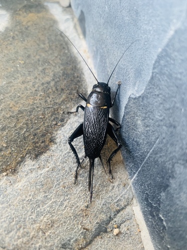 Southern Field Cricket