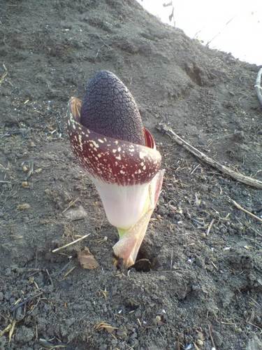 Amorphophallus aphyllus