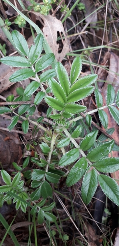 Acaena argentea