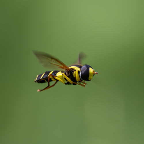 Xanthogramma pedissequum nuotrauka