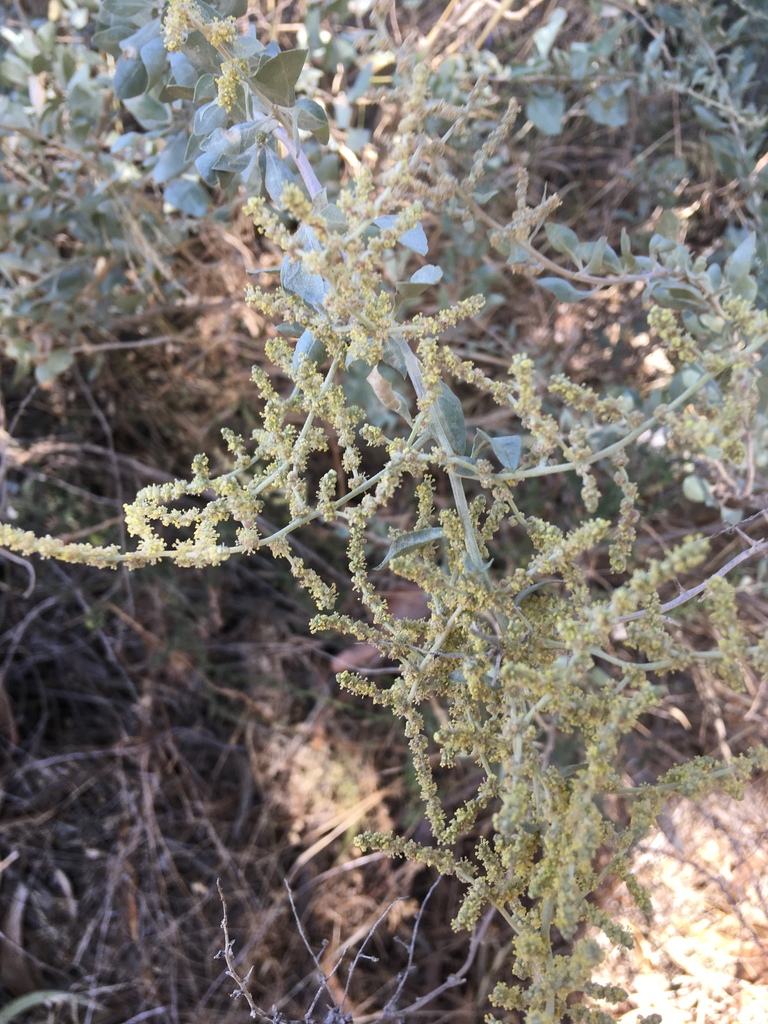 Saltbush