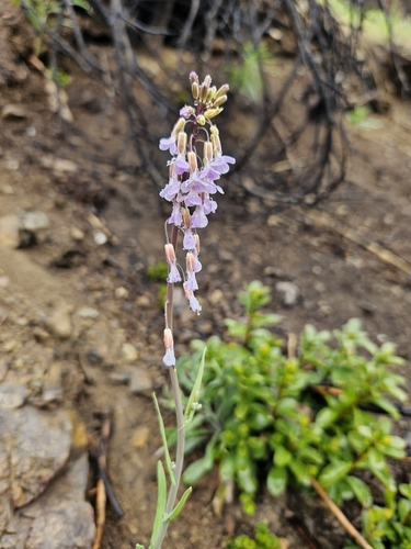 Boechera collinsii