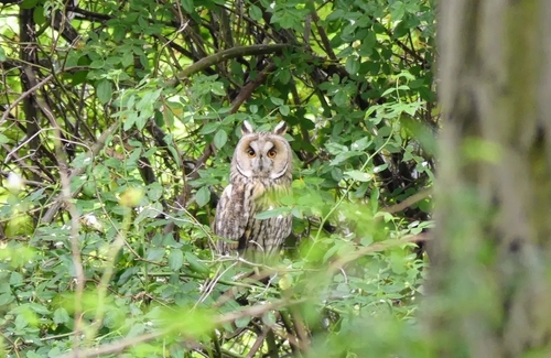 View observation of {o.common_name} on iNaturalist