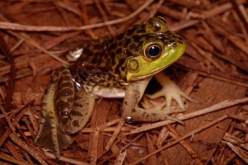 American Bullfrog