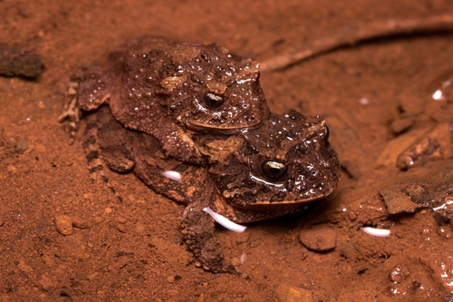 Cow Frog