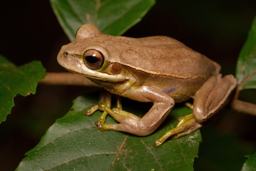 Burmeister's Tree Frog