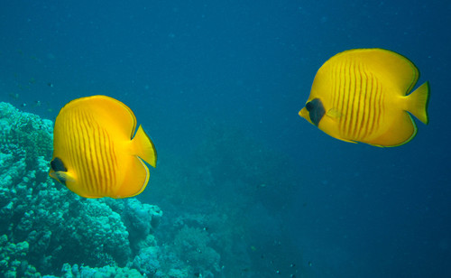 Masked Butterflyfish — seen at this dive site