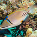 Arabian Picasso Triggerfish - Photo (c) Lesley Clements, all rights reserved