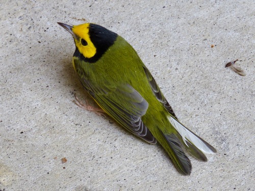Hooded Warbler
