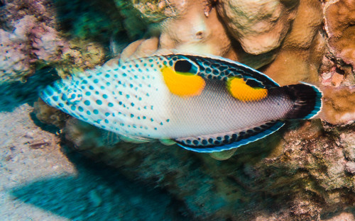 Clown Coris — seen at this dive site