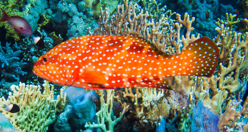 Coral Grouper